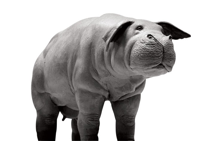 解决人类饥荒问题的超大型猪《OKJA》玉子– 实拍特效幕后