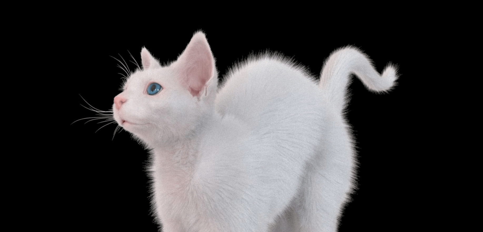 用Xgen插件制作毛茸茸的白色奶猫毛发