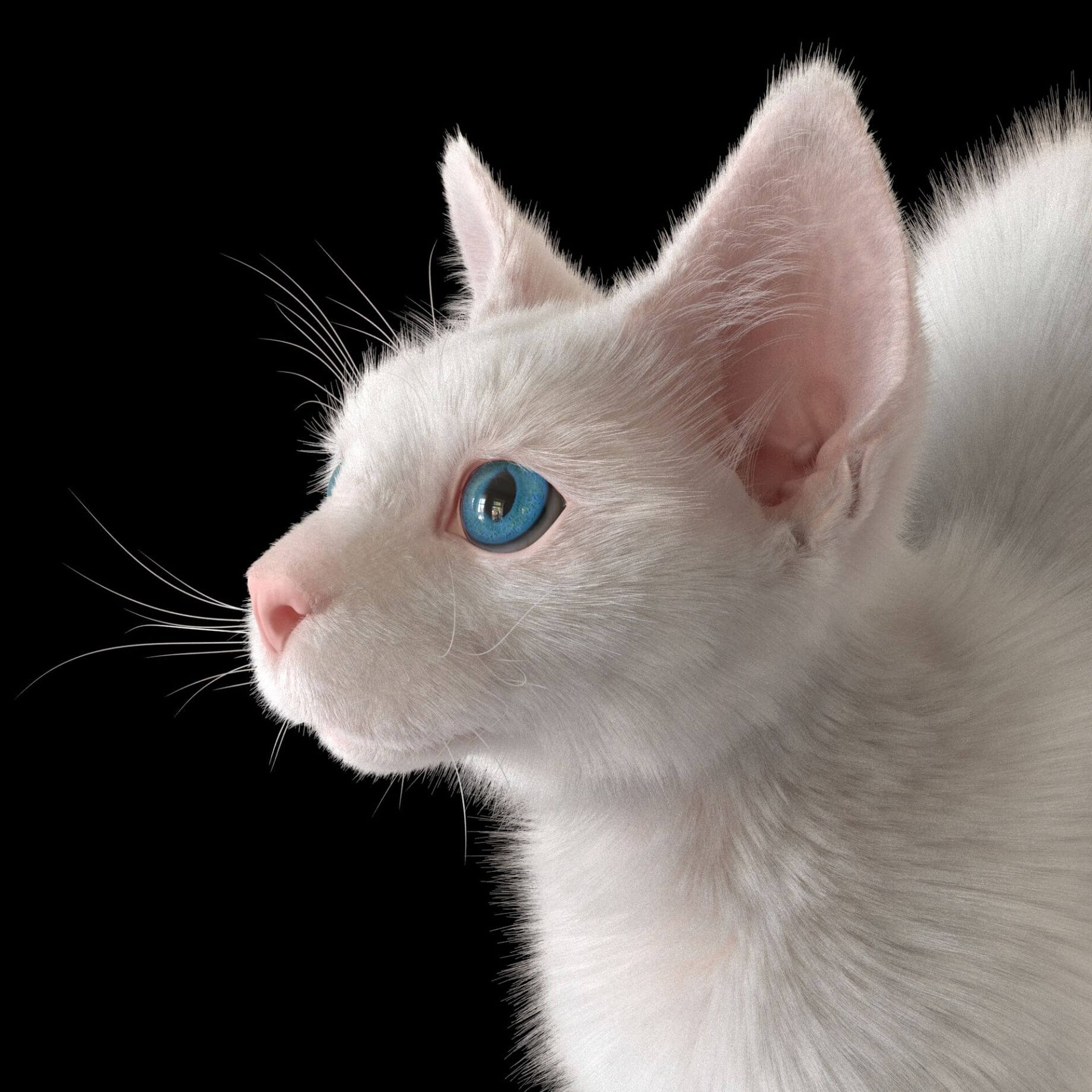 用Xgen插件制作毛茸茸的白色奶猫毛发