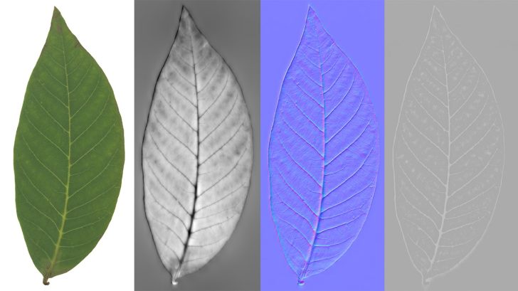 树叶材质的四种纹理