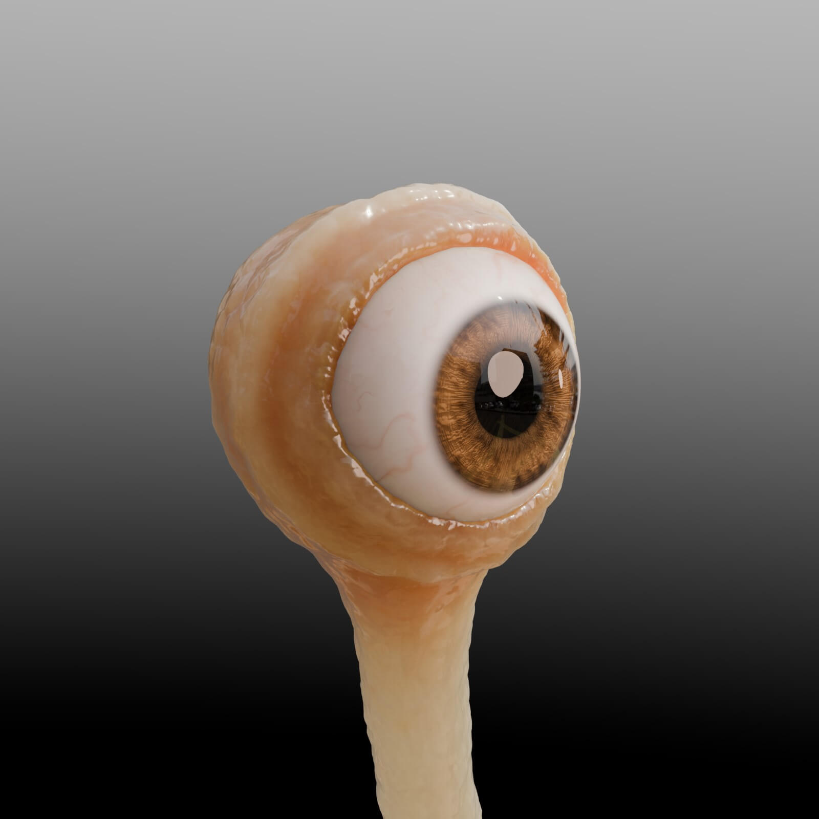 蜗牛的眼睛